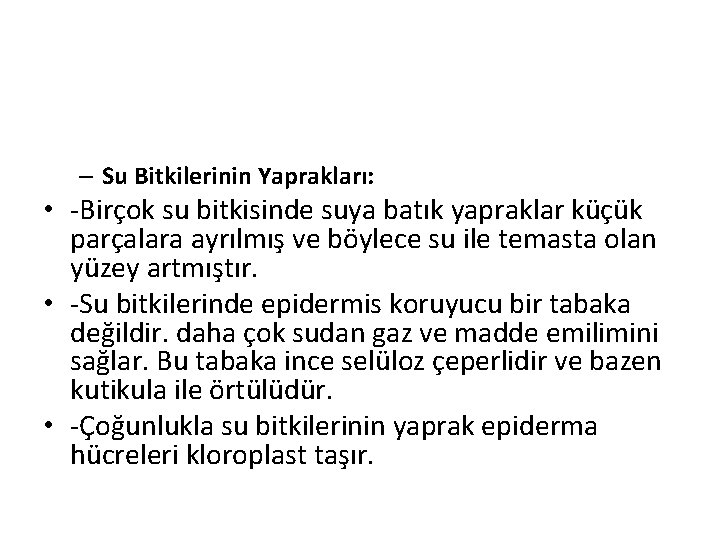 – Su Bitkilerinin Yaprakları: • -Birçok su bitkisinde suya batık yapraklar küçük parçalara ayrılmış