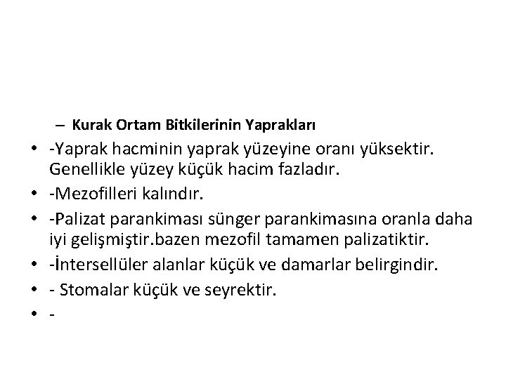 – Kurak Ortam Bitkilerinin Yaprakları • -Yaprak hacminin yaprak yüzeyine oranı yüksektir. Genellikle yüzey