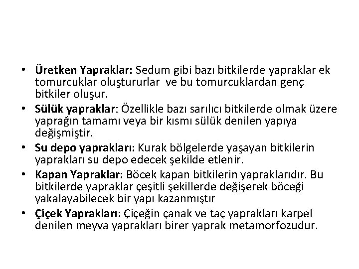  • Üretken Yapraklar: Sedum gibi bazı bitkilerde yapraklar ek tomurcuklar oluştururlar ve bu