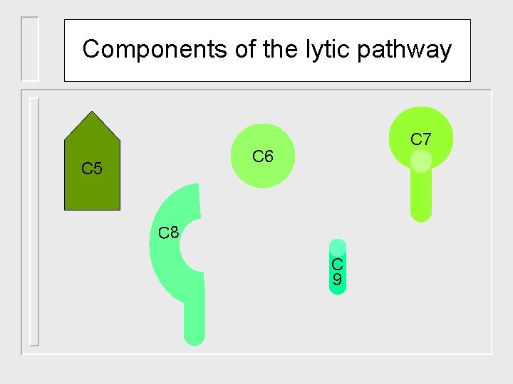 Components of the lytic pathway C 7 C 6 C 5 C 8 C