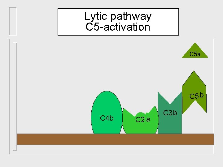 Lytic pathway C 5 -activation C 5 a C 5 b C 4 b