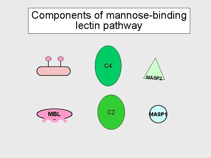 Components of mannose-binding lectin pathway C 4 MASP 2 MBL C 2 MASP 1