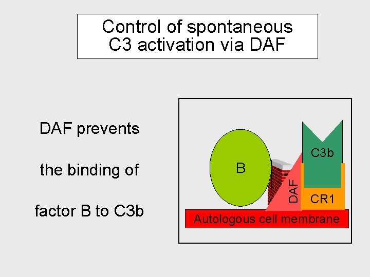 Control of spontaneous C 3 activation via DAF prevents C 3 b factor B