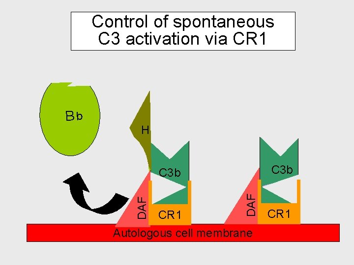 Control of spontaneous C 3 activation via CR 1 Bb H Bb C 3