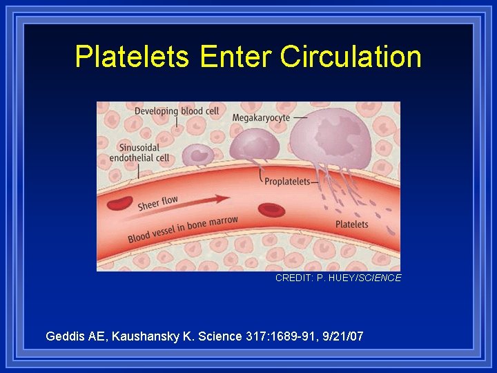Platelets Enter Circulation CREDIT: P. HUEY/SCIENCE Geddis AE, Kaushansky K. Science 317: 1689 -91,