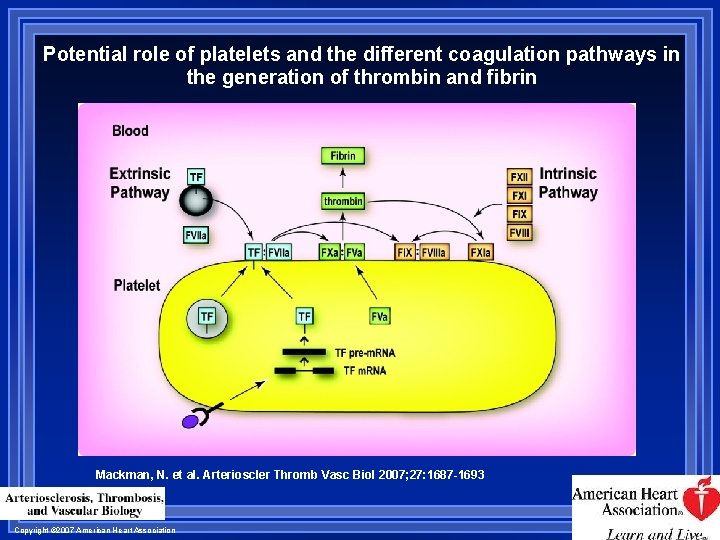 Potential role of platelets and the different coagulation pathways in the generation of thrombin