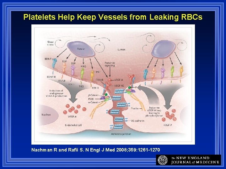 Platelets Help Keep Vessels from Leaking RBCs Nachman R and Rafii S. N Engl