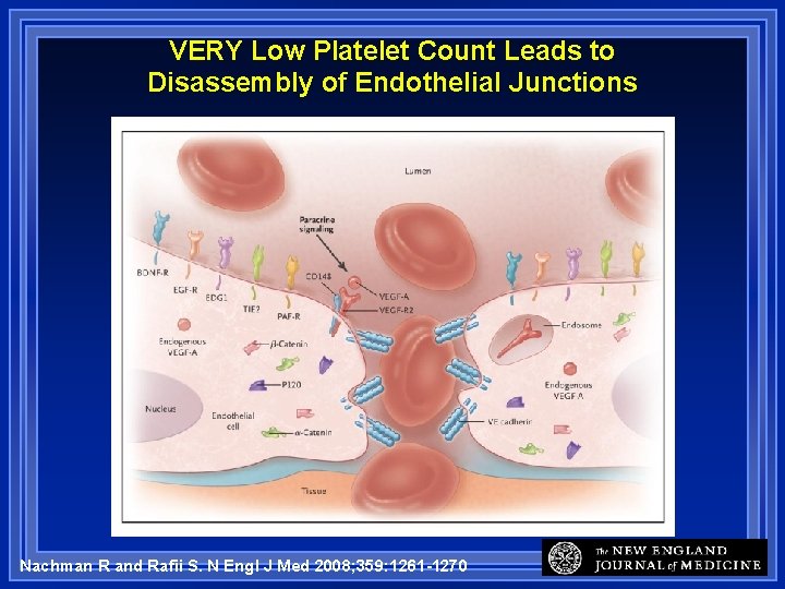 VERY Low Platelet Count Leads to Disassembly of Endothelial Junctions Nachman R and Rafii