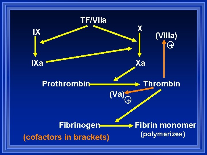 TF/VIIa X IX (VIIIa) IXa Xa Prothrombin Thrombin (Va) Fibrinogen (cofactors in brackets) Fibrin