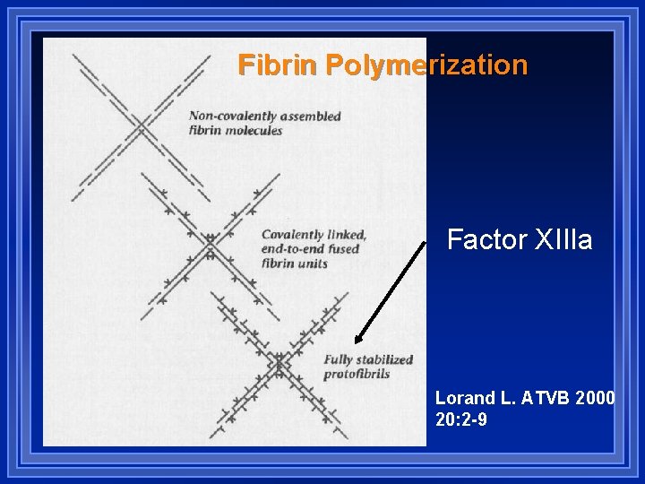 Fibrin Polymerization Factor XIIIa Lorand L. ATVB 2000 20: 2 -9 