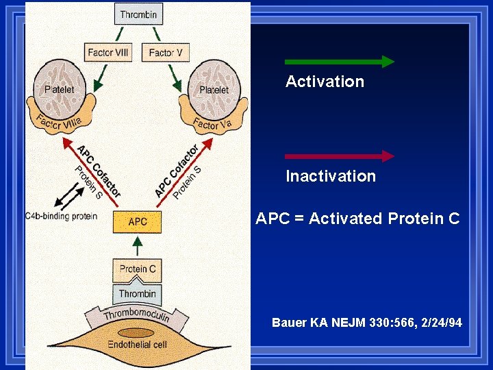 Activation Inactivation APC = Activated Protein C Bauer KA NEJM 330: 566, 2/24/94 