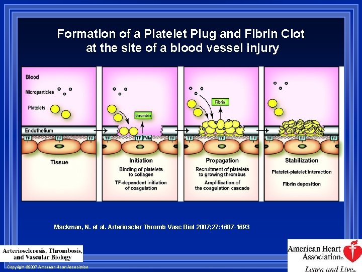 Formation of a Platelet Plug and Fibrin Clot at the site of a blood