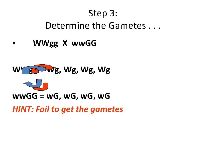 Step 3: Determine the Gametes. . . • WWgg X ww. GG WWgg = Step 3: Determine the Gametes. . . • WWgg X ww. GG WWgg =