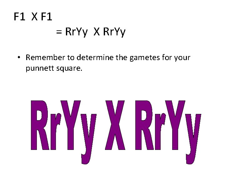 F 1 X F 1 = Rr. Yy X Rr. Yy • Remember to F 1 X F 1 = Rr. Yy X Rr. Yy • Remember to