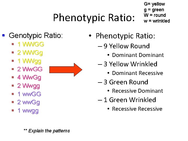 Phenotypic Ratio: § Genotypic Ratio: § § § § § 1 WWGG 2 WWGg Phenotypic Ratio: § Genotypic Ratio: § § § § § 1 WWGG 2 WWGg