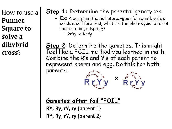 How to use a Punnet Square to solve a dihybrid cross? Step 1: Determine How to use a Punnet Square to solve a dihybrid cross? Step 1: Determine