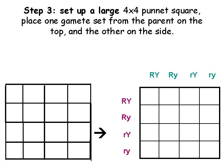 Step 3: set up a large 4 x 4 punnet square, place one gamete Step 3: set up a large 4 x 4 punnet square, place one gamete