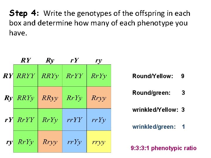 Step 4: Write the genotypes of the offspring in each box and determine how Step 4: Write the genotypes of the offspring in each box and determine how