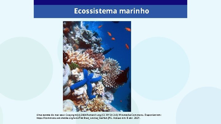 Ecossistema marinho Uma estrela do mar azul. Copyright (c) 2004 Richard Ling (CC BY-SA