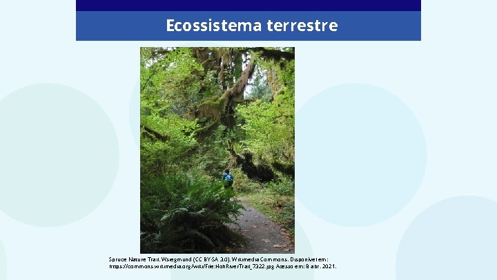 Ecossistema terrestre Spruce Nature Trail. Wsiegmund (CC BY-SA 3. 0). Wikimedia Commons. Disponível em: