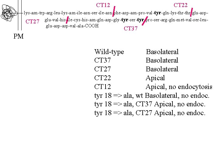 CT 12 CT 22 lys-asn-trp-arg-leu-lys-asn-ile-asn-ser-ile-asn-phe-asp-asn-pro-val-tyr-gln-lys-thr-glu-asp. CT 27 glu-val-his-ile-cys-his-asn-gln-asp-gly-tyr-ser-tyr-pro-ser-arg-gln-met-val-ser-leuglu-asp-val-ala-COOH CT 37 PM Wild-type Basolateral CT