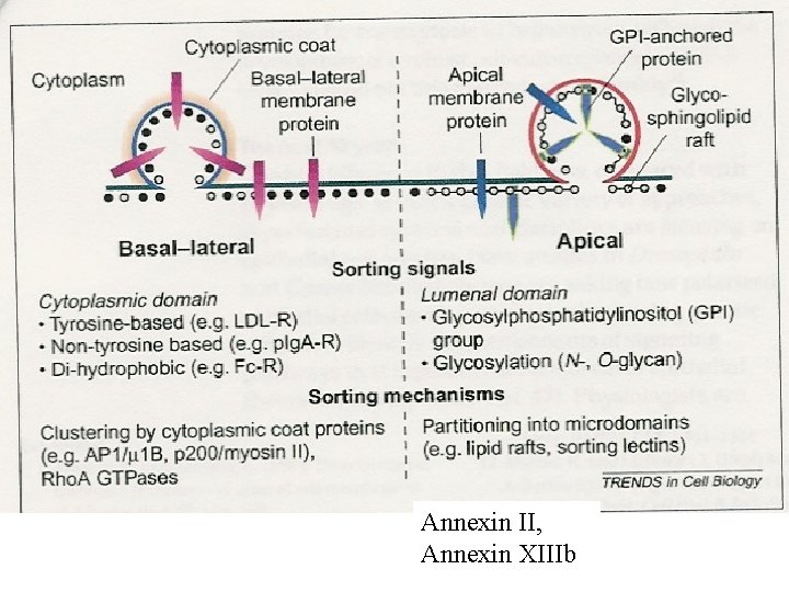 Annexin II, Annexin XIIIb 