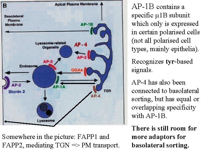 AP-1 B contains a AP-4 specific 1 B subunit which only is expressed in