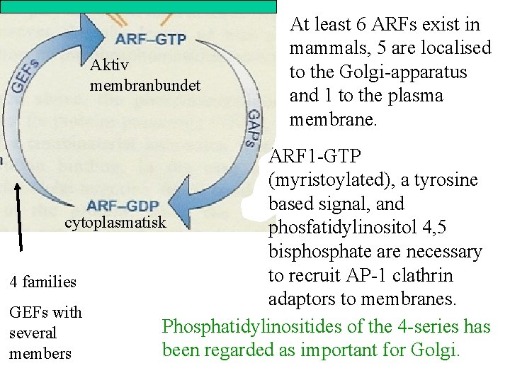 Aktiv membranbundet At least 6 ARFs exist in mammals, 5 are localised to the