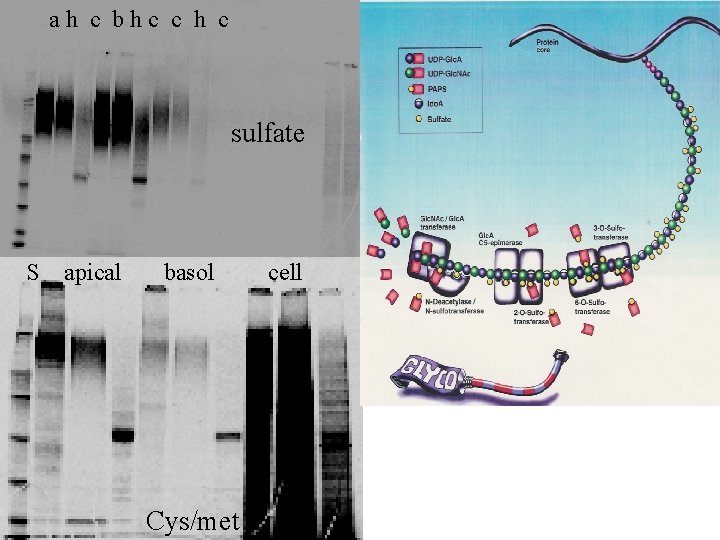 ah c bhc c h c sulfate S apical basol Cys/met cell 