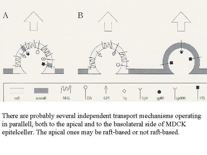 There are probably several independent transport mechanisms operating in parallell, both to the apical