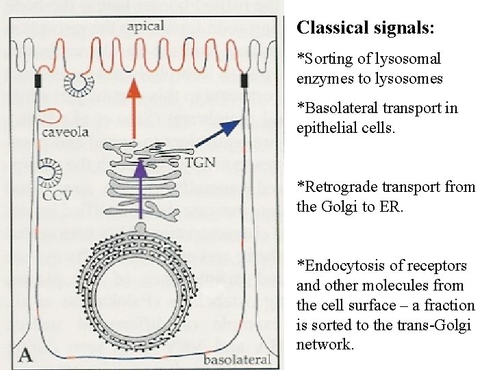 Classical signals: *Sorting of lysosomal enzymes to lysosomes *Basolateral transport in epithelial cells. *Retrograde