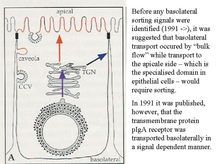 Before any basolateral sorting signals were identified (1991 ->), it was suggested that basolateral