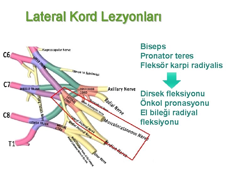 Lateral Kord Lezyonları Biseps Pronator teres Fleksör karpi radiyalis Dirsek fleksiyonu Önkol pronasyonu El