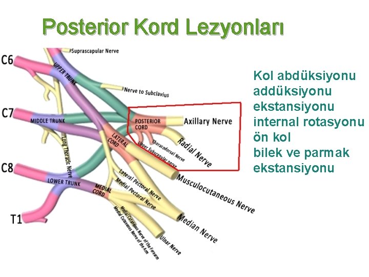 Posterior Kord Lezyonları Kol abdüksiyonu addüksiyonu ekstansiyonu internal rotasyonu ön kol bilek ve parmak