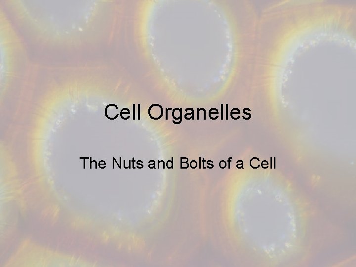 Cell Organelles The Nuts and Bolts of a Cell 