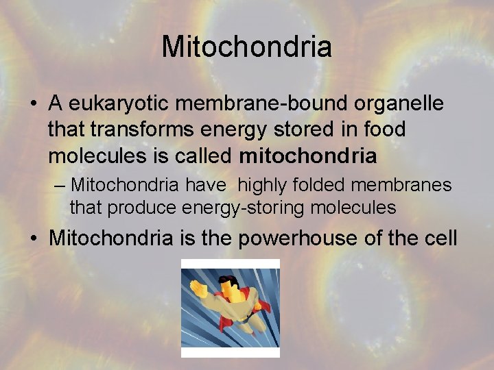 Mitochondria • A eukaryotic membrane-bound organelle that transforms energy stored in food molecules is