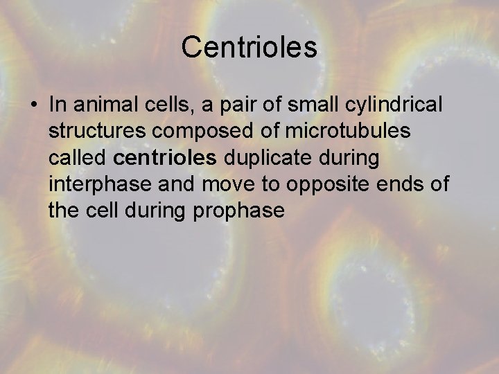 Centrioles • In animal cells, a pair of small cylindrical structures composed of microtubules