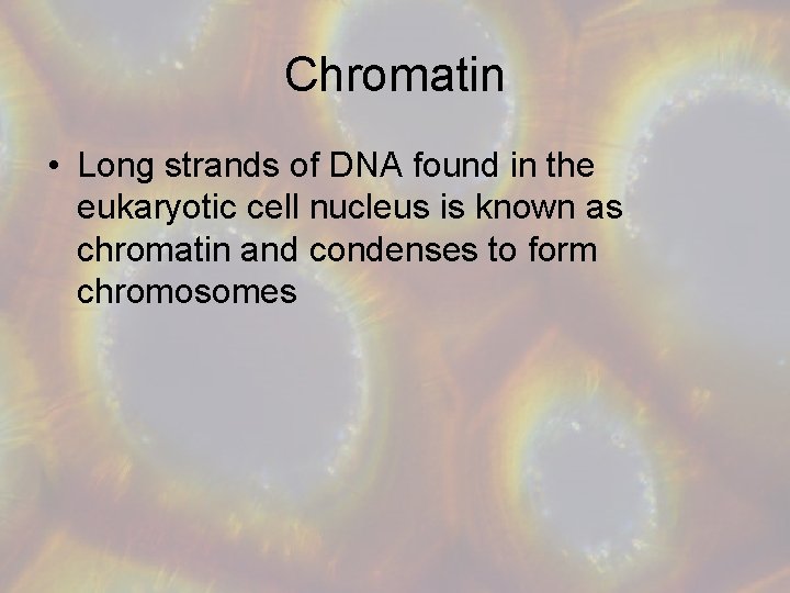 Chromatin • Long strands of DNA found in the eukaryotic cell nucleus is known