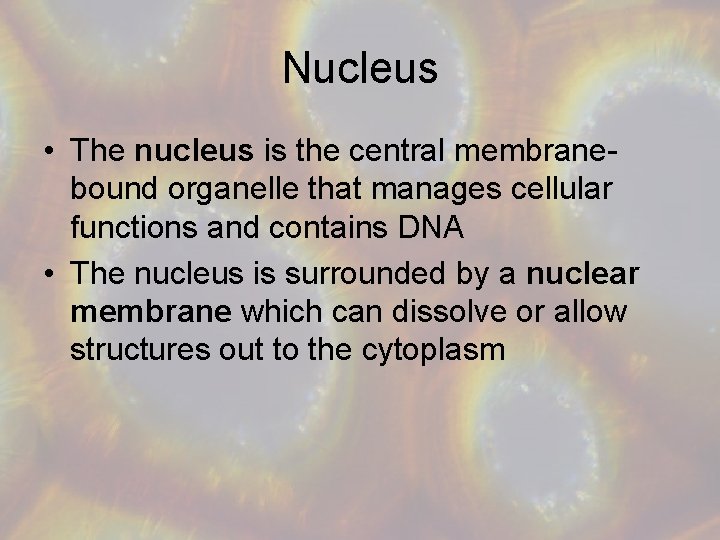 Nucleus • The nucleus is the central membranebound organelle that manages cellular functions and