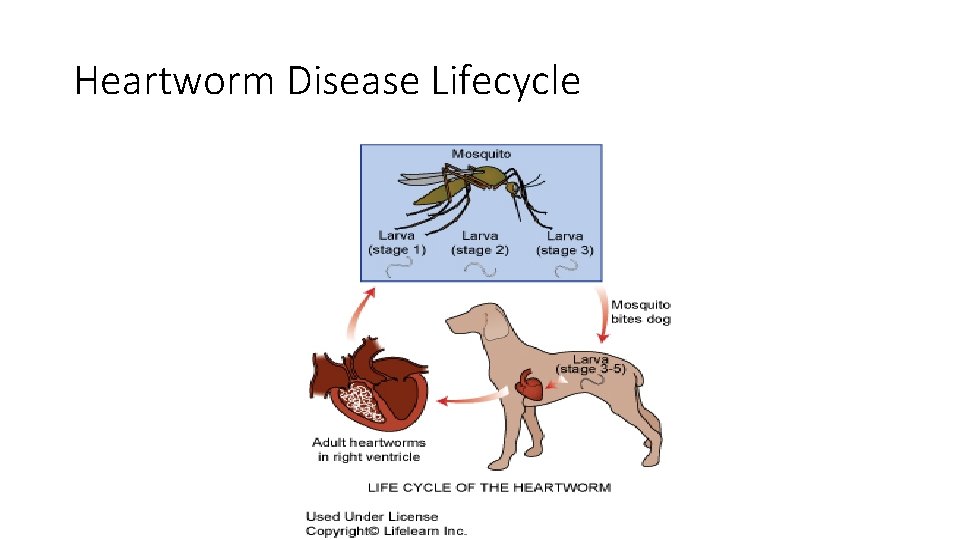 Heartworm Disease Lifecycle 