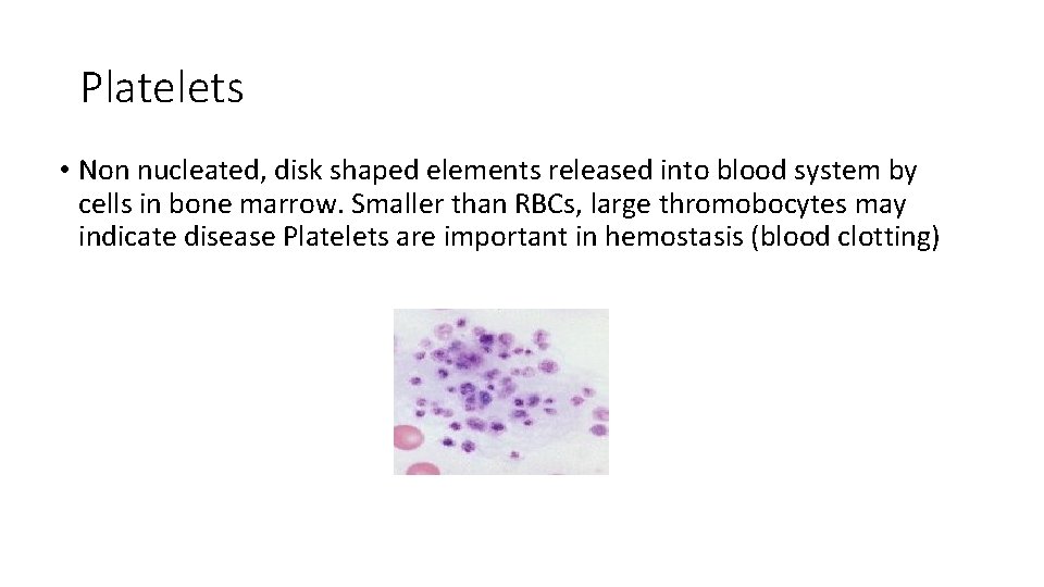Platelets • Non nucleated, disk shaped elements released into blood system by cells in