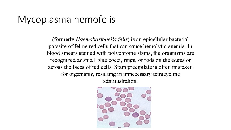 Mycoplasma hemofelis (formerly Haemobartonella felis) is an epicellular bacterial parasite of feline red cells