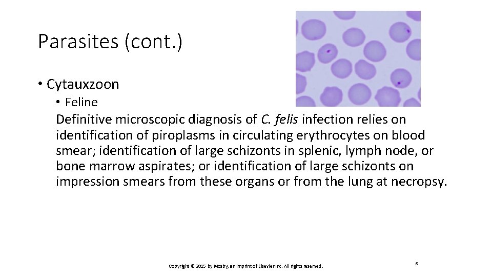 Parasites (cont. ) • Cytauxzoon • Feline Definitive microscopic diagnosis of C. felis infection