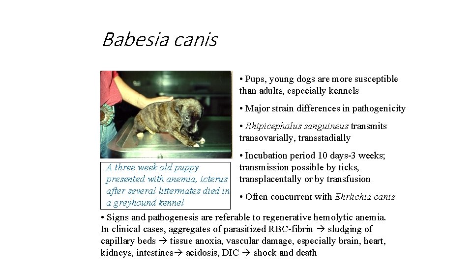 Babesia canis • Pups, young dogs are more susceptible than adults, especially kennels •