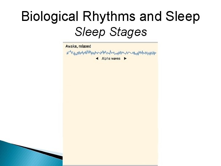 Biological Rhythms and Sleep Stages 