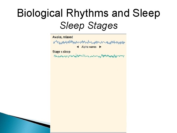 Biological Rhythms and Sleep Stages 