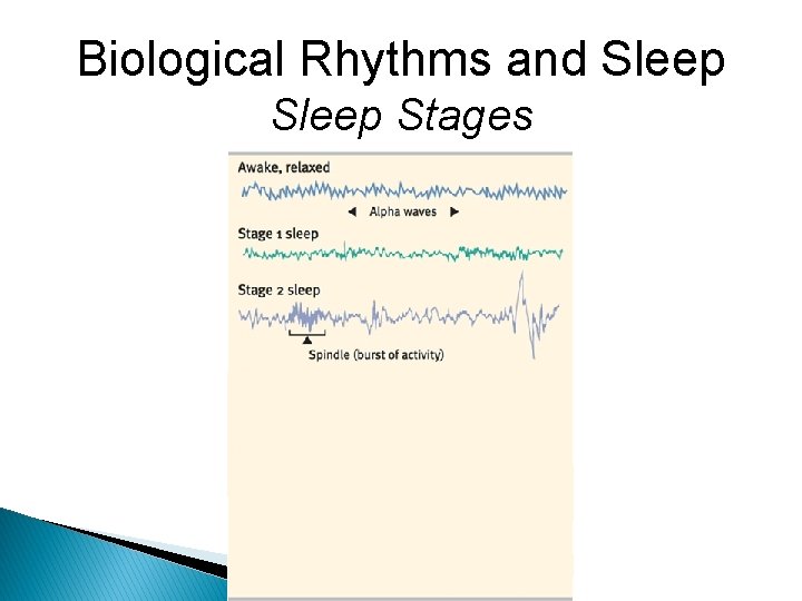 Biological Rhythms and Sleep Stages 