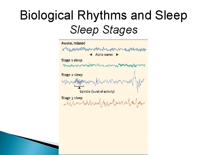 Biological Rhythms and Sleep Stages 