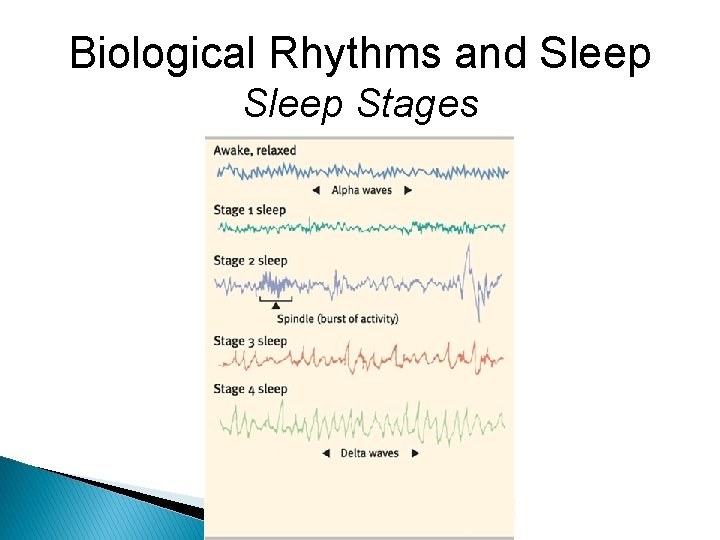 Biological Rhythms and Sleep Stages 