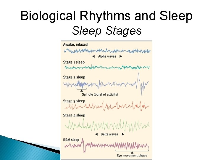 Biological Rhythms and Sleep Stages 